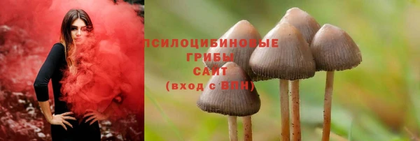 прущие грибы Абдулино